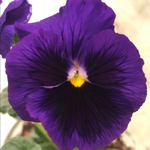 Meet your Posher, Chet