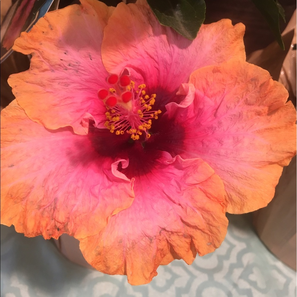 Meet your Posher, Taylor