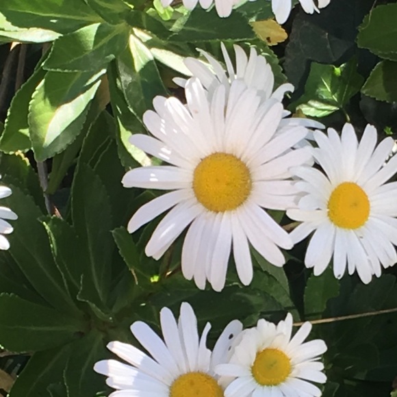 Meet your Posher, Daisy - Picture 1 of 1