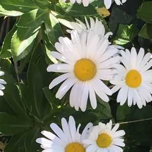 Meet your Posher, Daisy