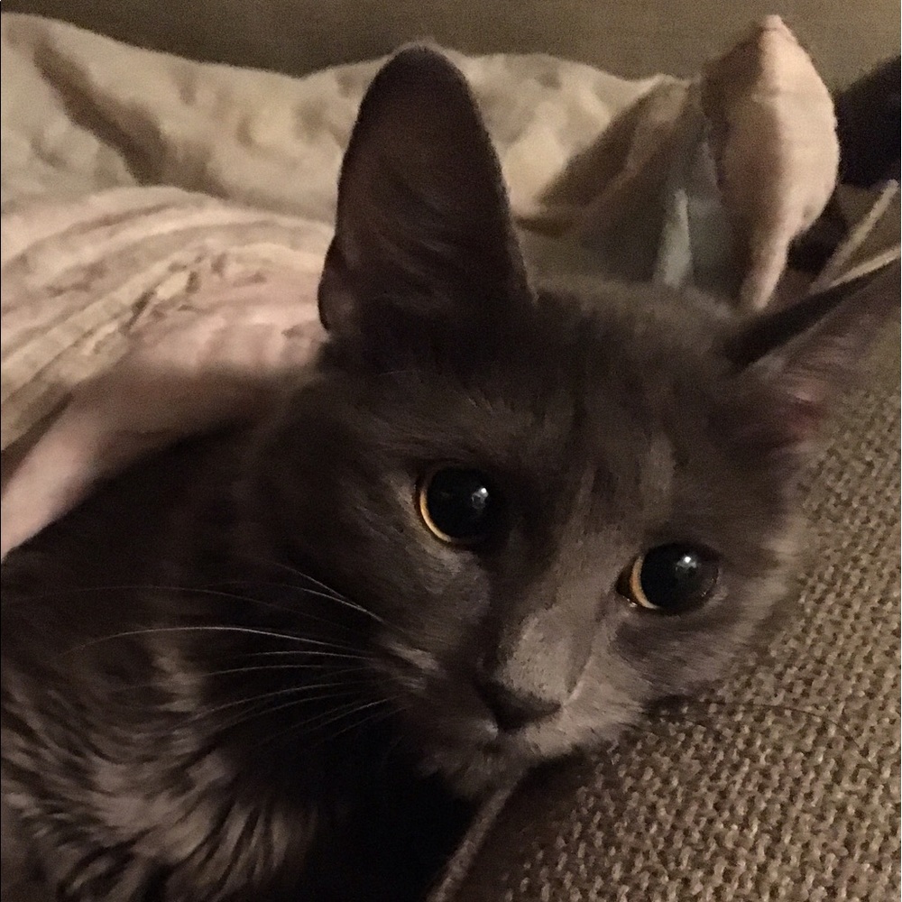 Meet your Posher, Vivian