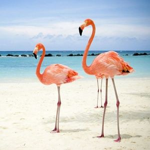 Meet your Posher, Meg