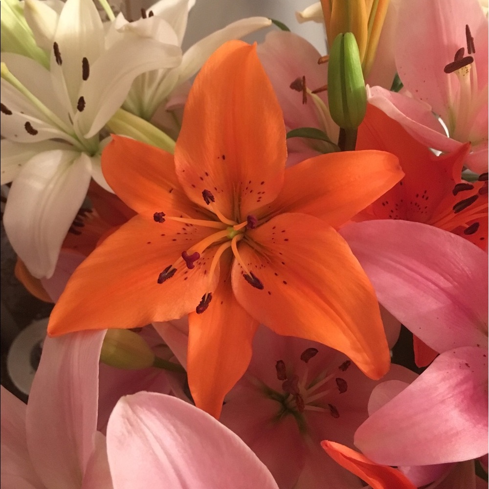 Meet your Posher, Alina