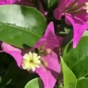 Meet your Posher, Pam