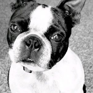 Meet your Posher, Dylann