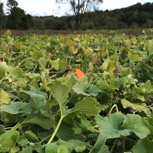 Meet your Posher, Madeline