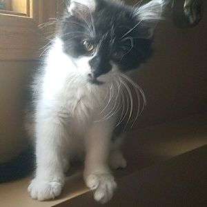 Meet your Posher, Cindt