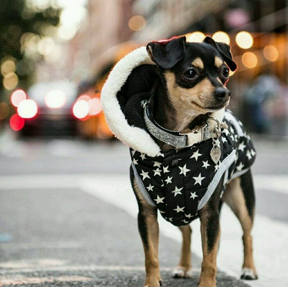 Meet your Posher, Franchesca - Picture 1 of 1