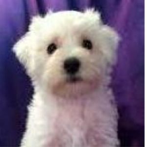 Meet your Posher, Carrie-anne