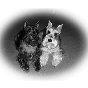 Meet your Posher, Brenda