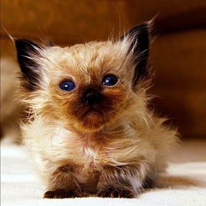 Meet your Posher, Jerline