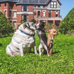 Meet your Posher, Alexi