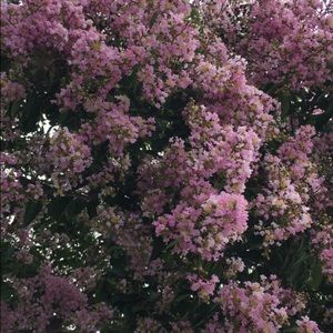 Meet your Posher, Alexia