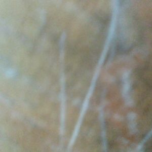 Meet your Posher, Norma