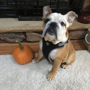 Meet your Posher, Barbara