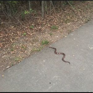 Meet your Posher, Rita