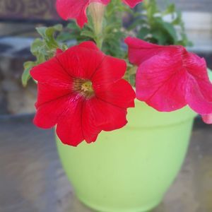 Meet your Posher, Celia