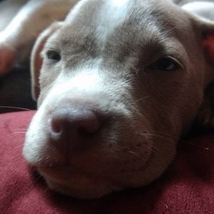 Meet your Posher, Joshua