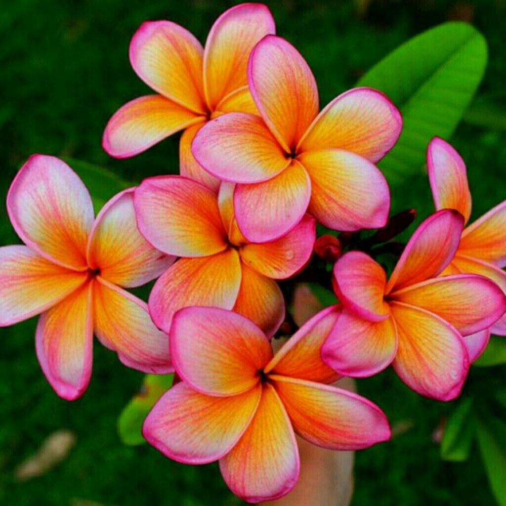 Meet your Posher, Lareice