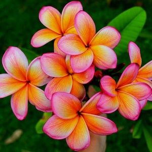 Meet your Posher, Lareice