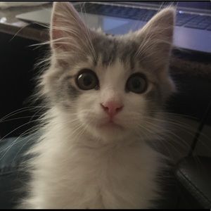 Meet your Posher, Alex