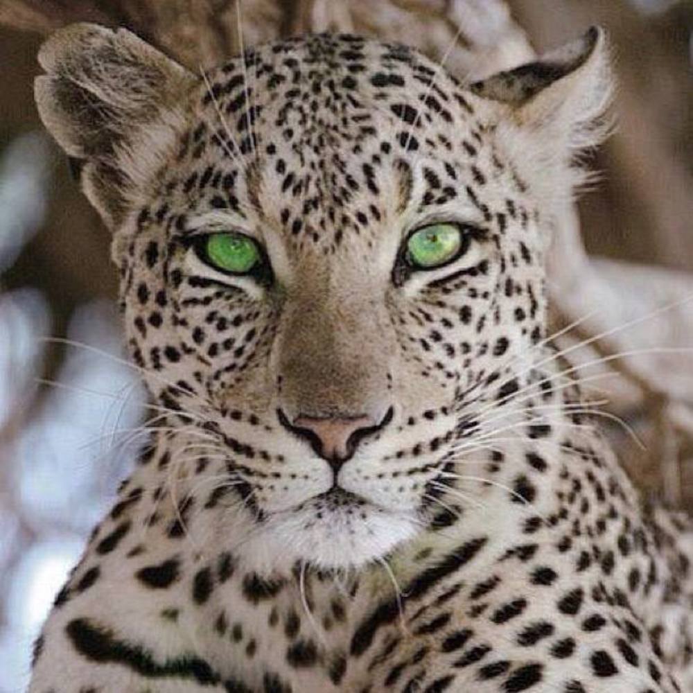 Meet your Posher, Leslie