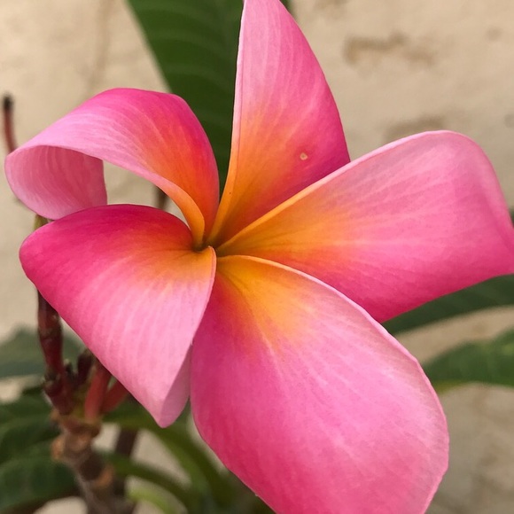 Meet your Posher, Jessie - Picture 6 of 7