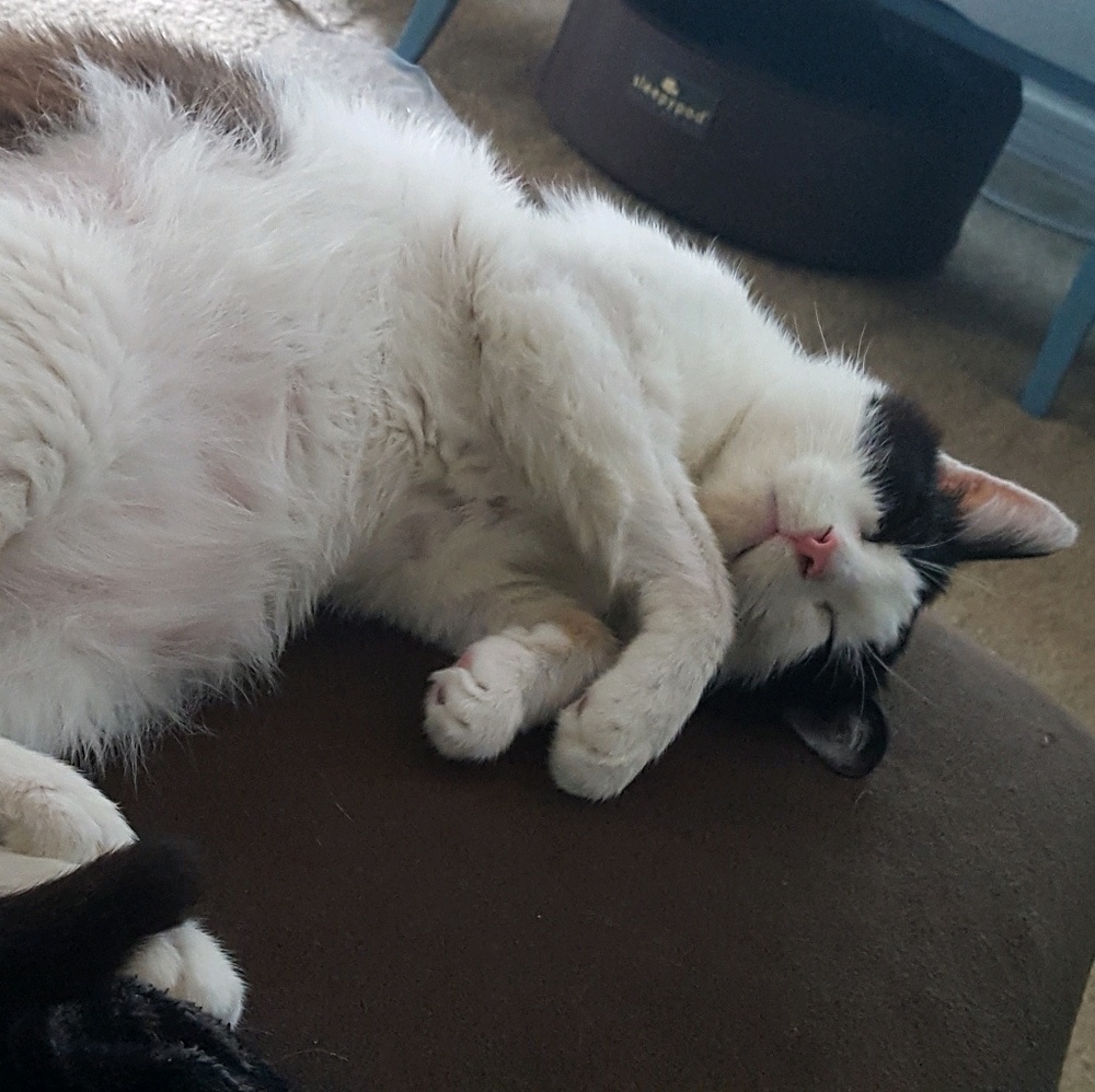 Meet your Posher, Amber