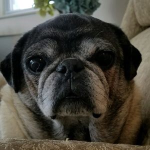 Meet your Posher, Sandy