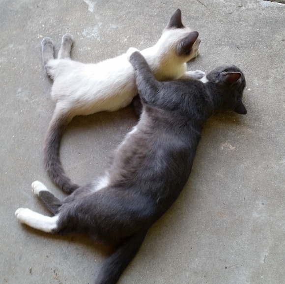 Meet your Posher, Sharon - Picture 1 of 1