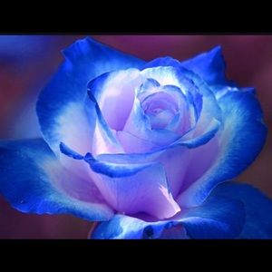 Meet your Posher, Sharida