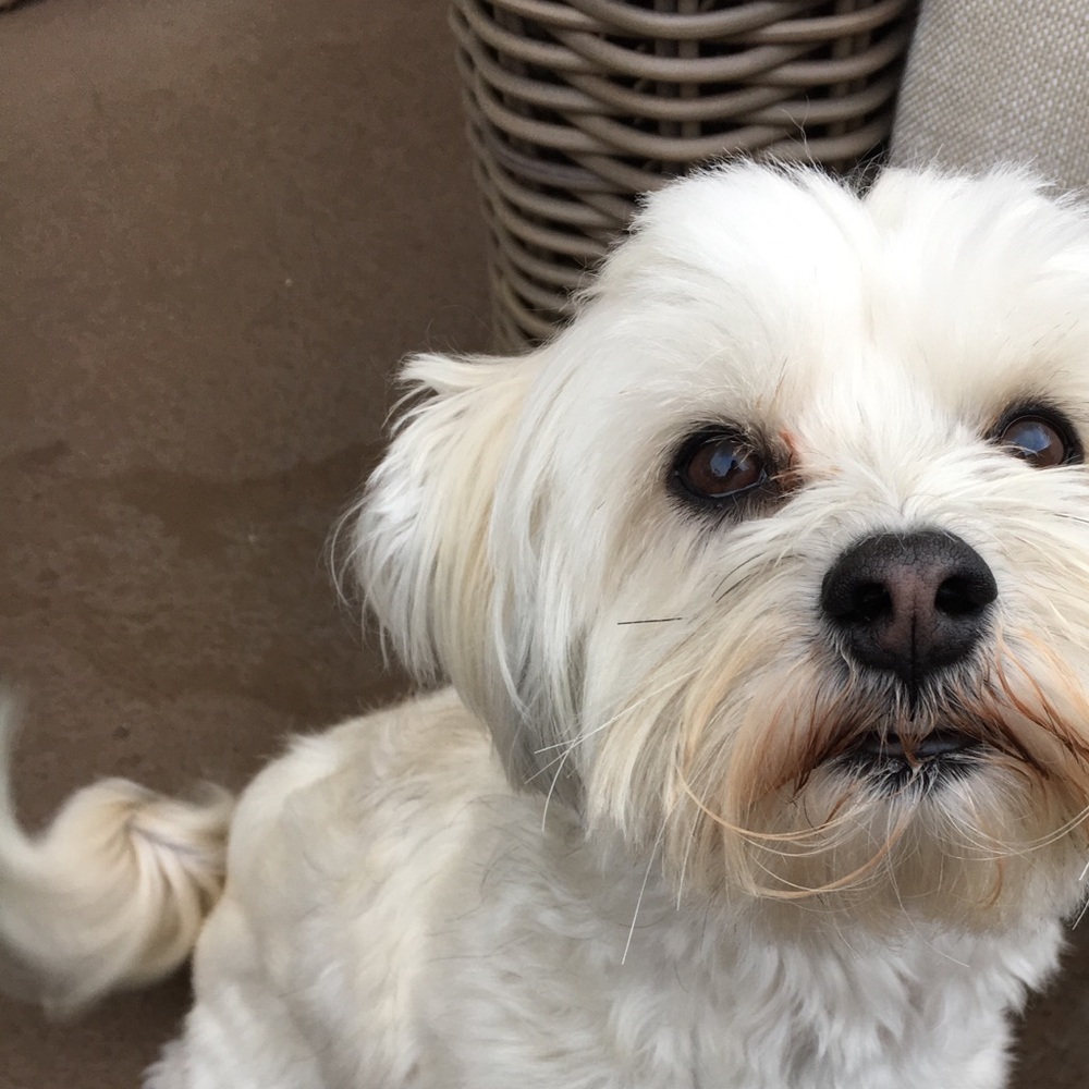 Meet your Posher, Annie