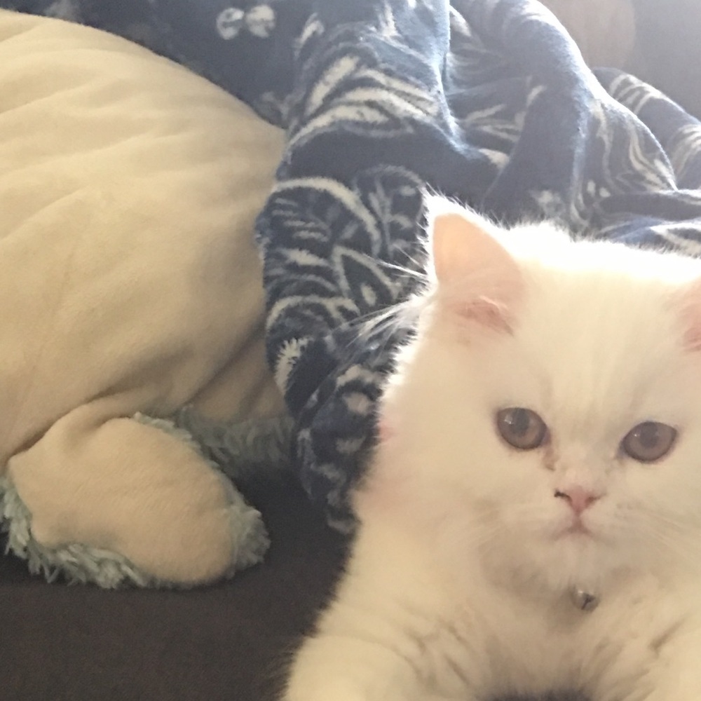 Meet your Posher, Shaye