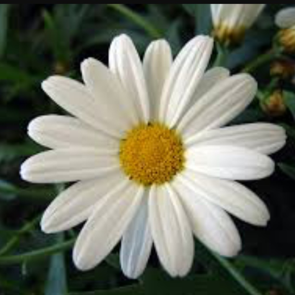 Meet your Posher, Daisy