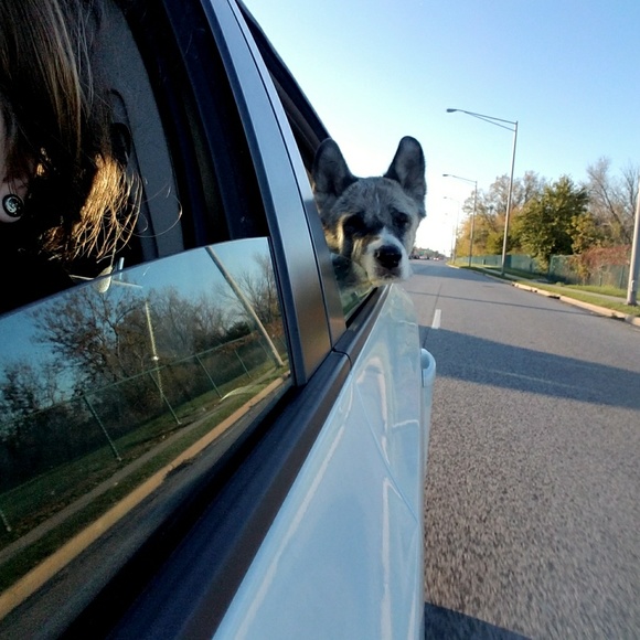 Meet your Posher, Lexxi - Picture 3 of 5