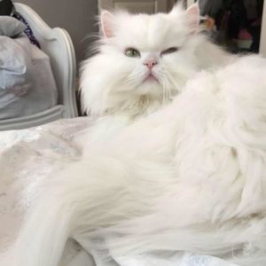 Meet your Posher, Maya