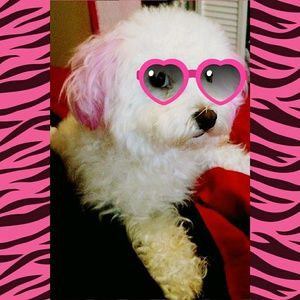 Meet your Posher, Priscilla