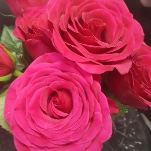 Meet your Posher, Natasha