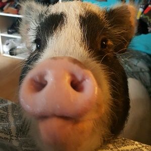 Meet your Posher, Mike