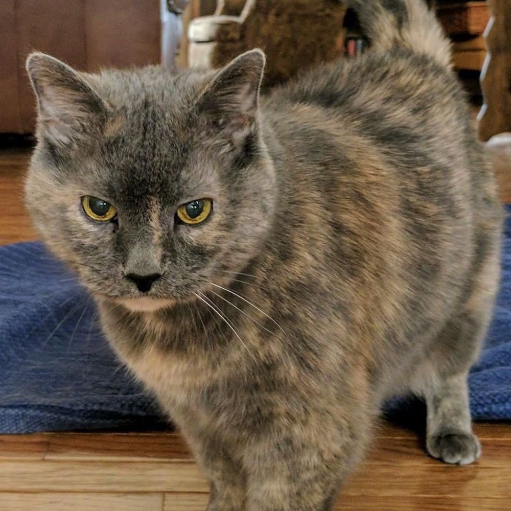 Meet your Posher, Lana