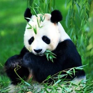 Meet your Posher, Penelope