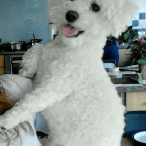 Meet your Posher, Rose