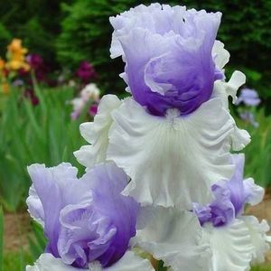 Meet your Posher, Janet