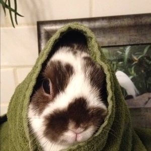 Meet your Posher, Ava