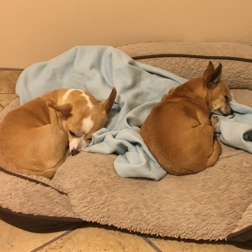 Meet your Posher, Evelyn