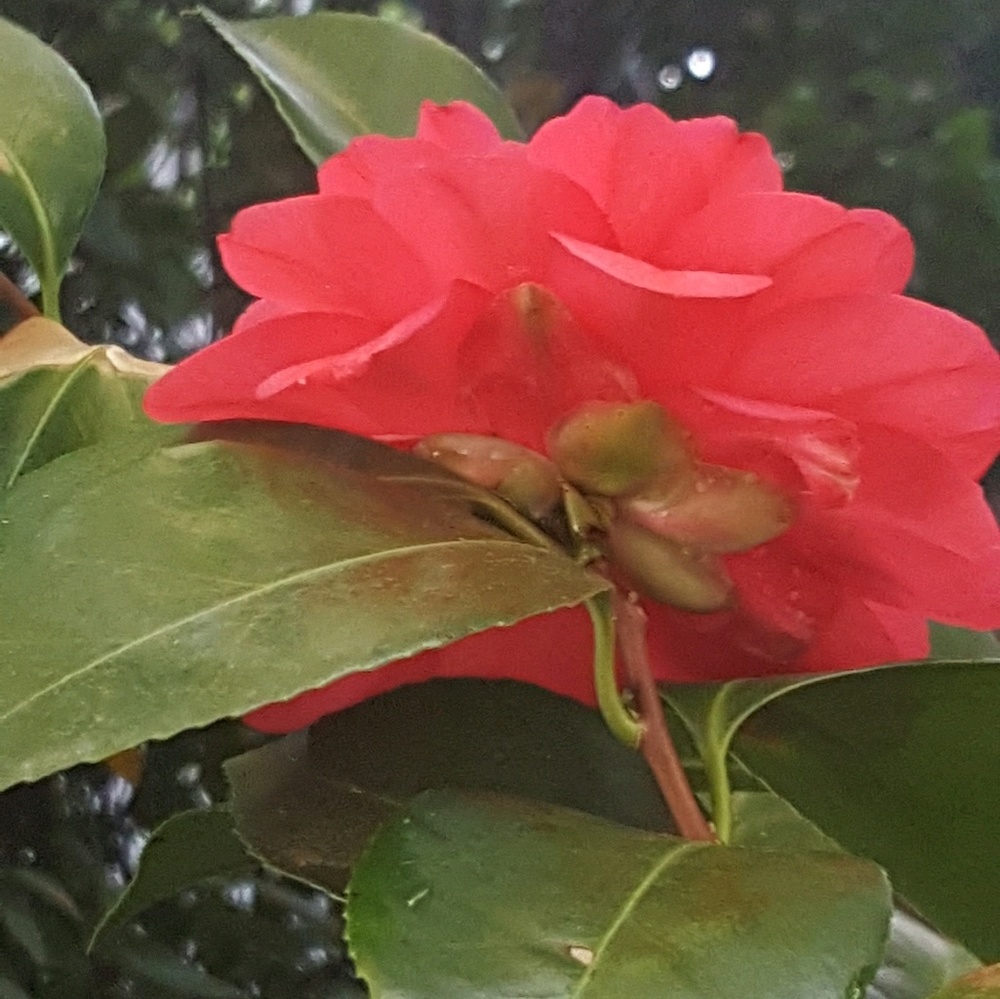 Meet your Posher, Leticia