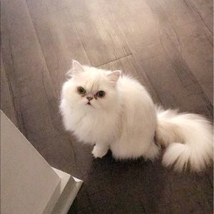 Meet your Posher, Anam