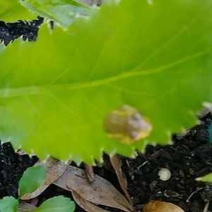 Meet your Posher, Isabel