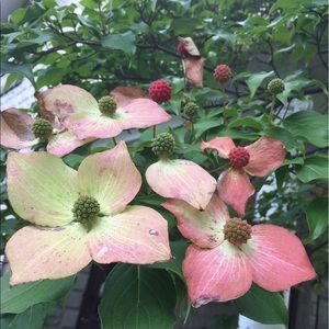 Meet your Posher, Julie