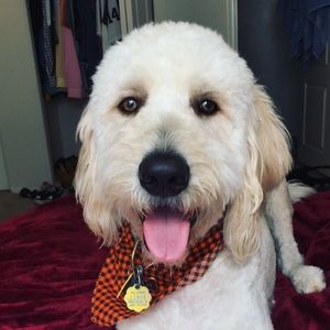 Meet your Posher, Dave